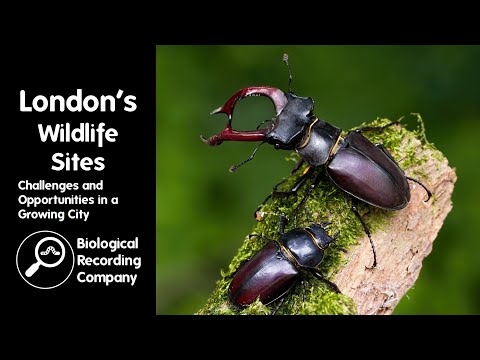 City of London Urban Wildlife Conflict Policy: A Comprehensive Overview