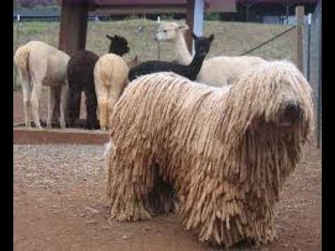 Understanding the Regulations Regarding Dogs and Livestock: What You Need to Know