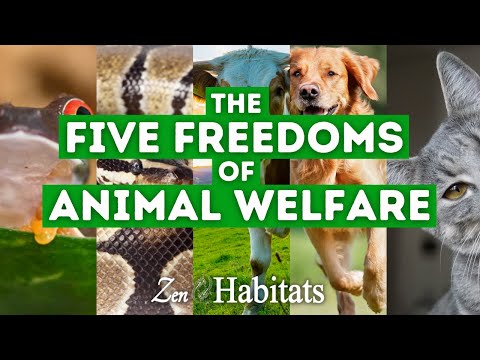 5 Key Requirements in Animal Welfare Legislation