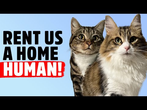 Understanding the Latest UK Law on Renting with Pets
