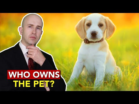 The Key Factors in Establishing Legal Ownership of a Dog