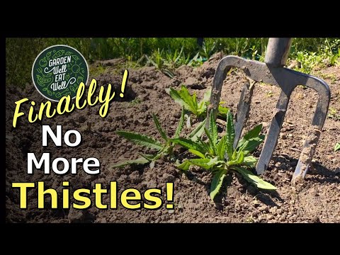 The Legality of Growing Thistles in Your Garden: What You Need to Know