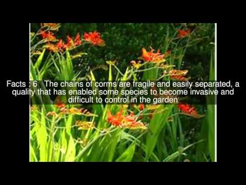 The Legality of Crocosmia in the United Kingdom: What You Need to Know