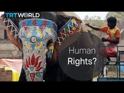 Essential Rights Animals Deserve: A Comprehensive Overview