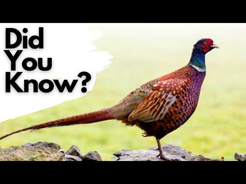The Legality of Keeping Wild Birds as Pets in the UK