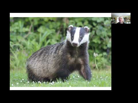 Protected Species Under UK Law: Everything You Need to Know