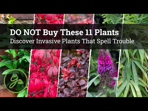 Common Illegal Plants in the United Kingdom: A Comprehensive List