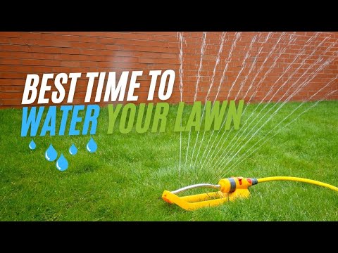 Optimal Timing for Watering Your Lawn: A Complete Overview