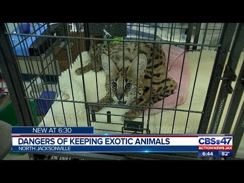 The legality of exotic animals in California: A comprehensive explanation