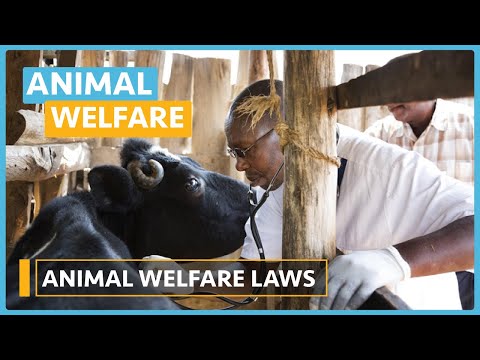 Understanding Section 4 of the Animal Welfare Act
