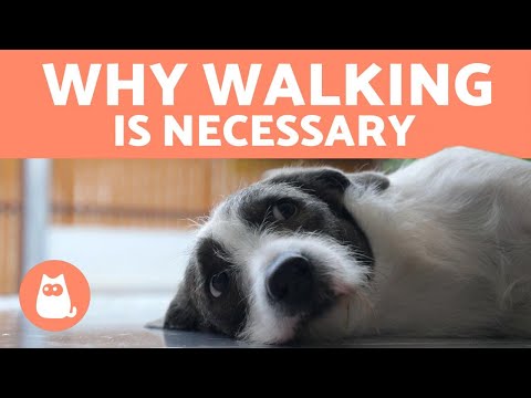 Legal Limit on the Number of Dogs You Can Walk in the UK