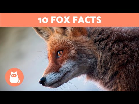 Legal implications of feeding a fox: What you need to know