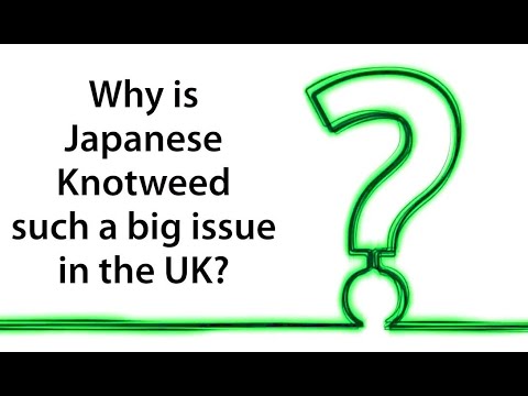 Understanding the UK Regulations on Japanese Knotweed