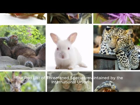 Cultural Practices of Conservation: A Comprehensive Overview