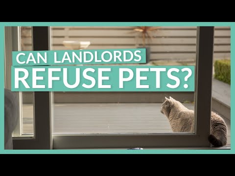 Understanding the Legalities of Refusing Pets in the UK