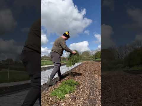 Understanding the Legalities of Dumping Grass Cuttings