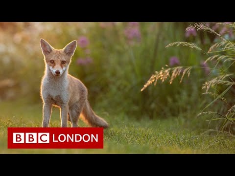 Understanding the Legal Protection of Foxes in the UK