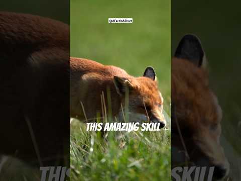 Understanding the Legal Classification of Foxes as Vermin