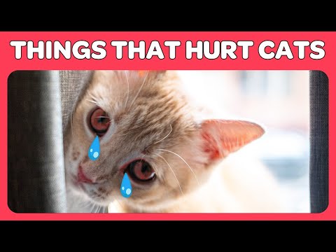 Understanding the Legal Consequences of Failing to Stop After Hitting a Cat