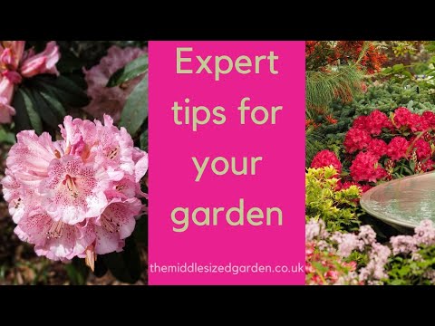 Understanding the Legalities of Growing Rhododendron in the UK