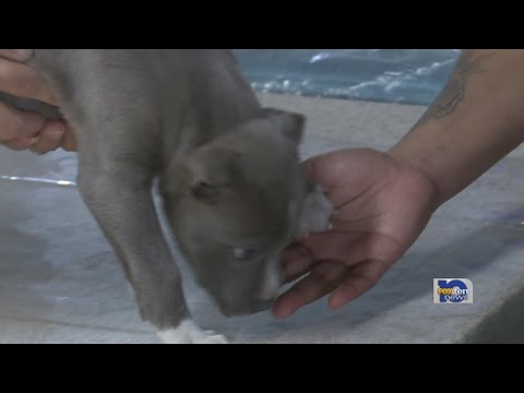 Understanding the Mobile City Ordinance for Animals