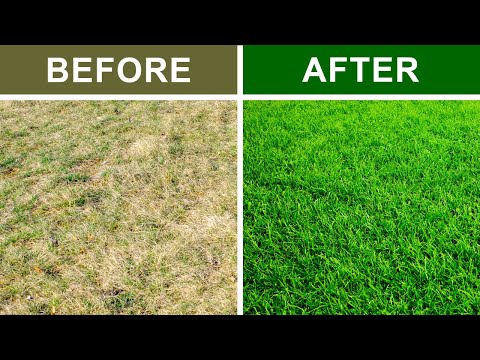 Optimal Soil Choices for Healthy Lawns