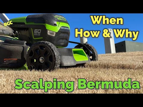 Optimal Timing for Lawn Scalping: A Comprehensive Overview