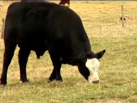 Understanding the Animal Welfare Act for Farm Animals: Regulations and Compliance