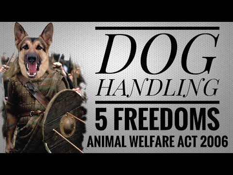Understanding the Animal Welfare Act 2006 in Relation to Dogs