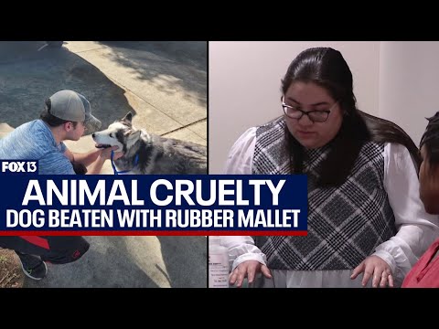 Understanding the statute of limitations for animal cruelty cases