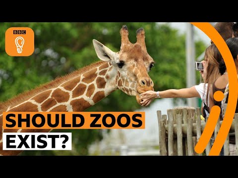 Understanding Zoo Animal Welfare Legislation: Key Regulations and Impacts