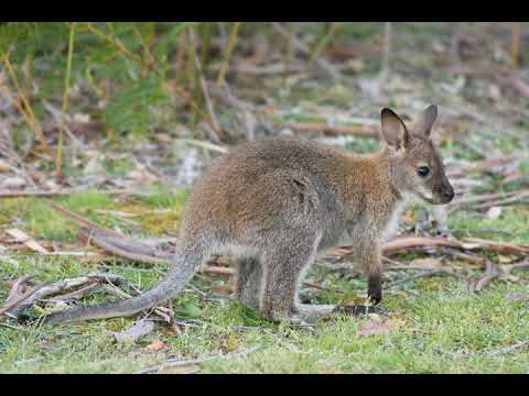 Understanding the Environmental Protection and Biodiversity Conservation Act of 1999