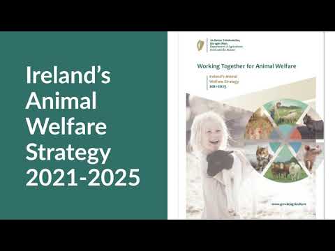 Improving Animal Welfare and Management: Actionable Strategies for Success