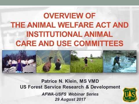 Understanding the Animal Welfare Act for Dogs: Key Regulations and Requirements