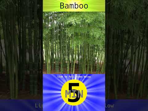 Understanding the Legal Issues Surrounding Bamboo: A Comprehensive Overview